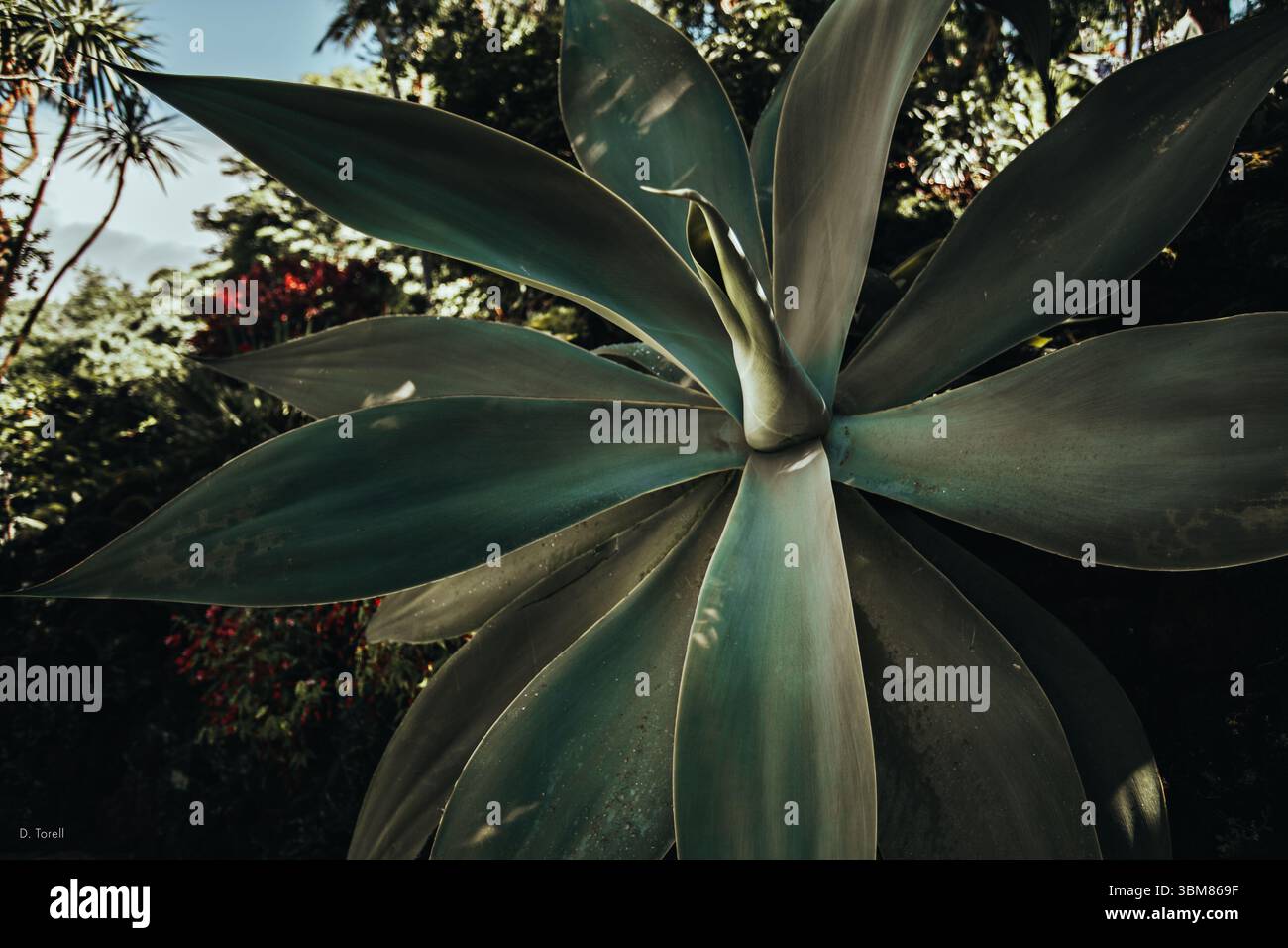 Striking radial symmetry hi-res stock photography and images - Alamy