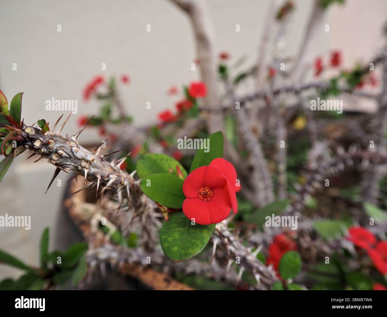 Macro close-up of a Euphorbia milii flower surrounded by spiky branches. A striking contrast of soft bloom and sharp textures. Stock Photo