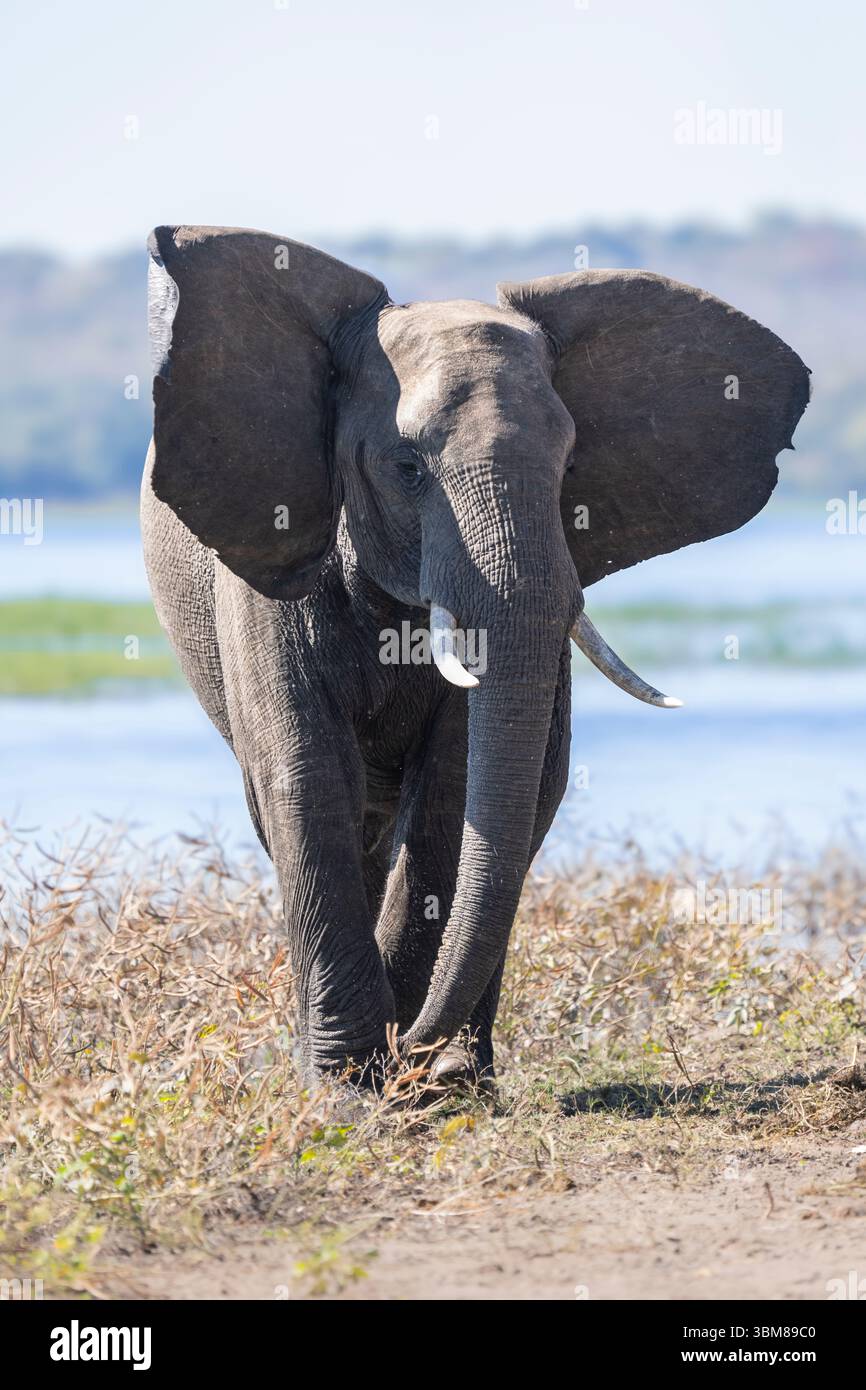 Confident African elephant bull in natural habitat, ears flared and ...