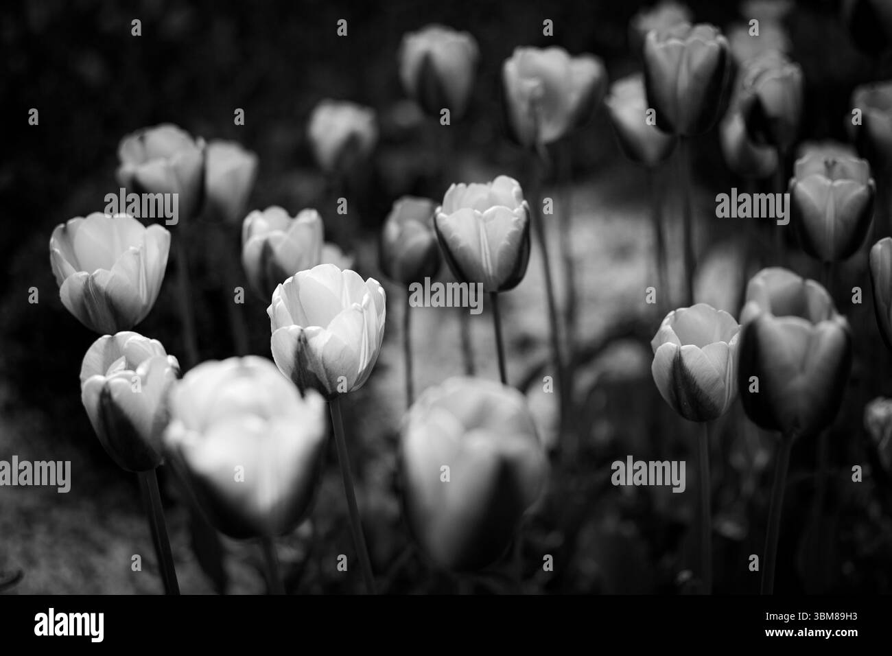 White flowers sunshine Black and White Stock Photos & Images - Alamy