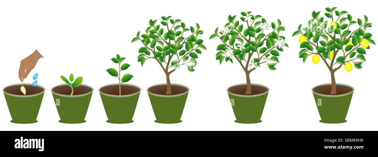 Growth cycle lemon plant hi-res stock photography and images - Alamy
