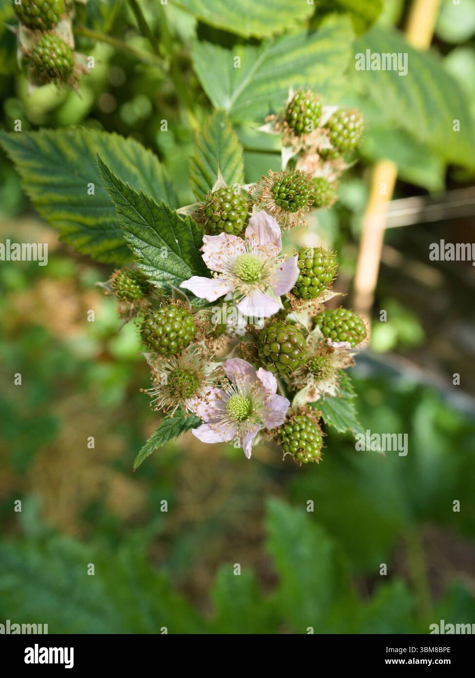 Blackberry plant branch with unripe berries and soft pink blossoms, close-up view under natural soft light. Stock Photo