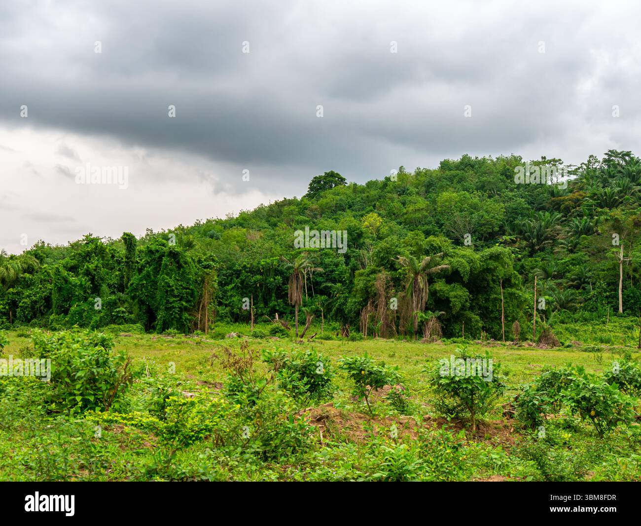 Dense jungle in the Ivory Coast on a cloudy morning - Landscape shot Stock Photo