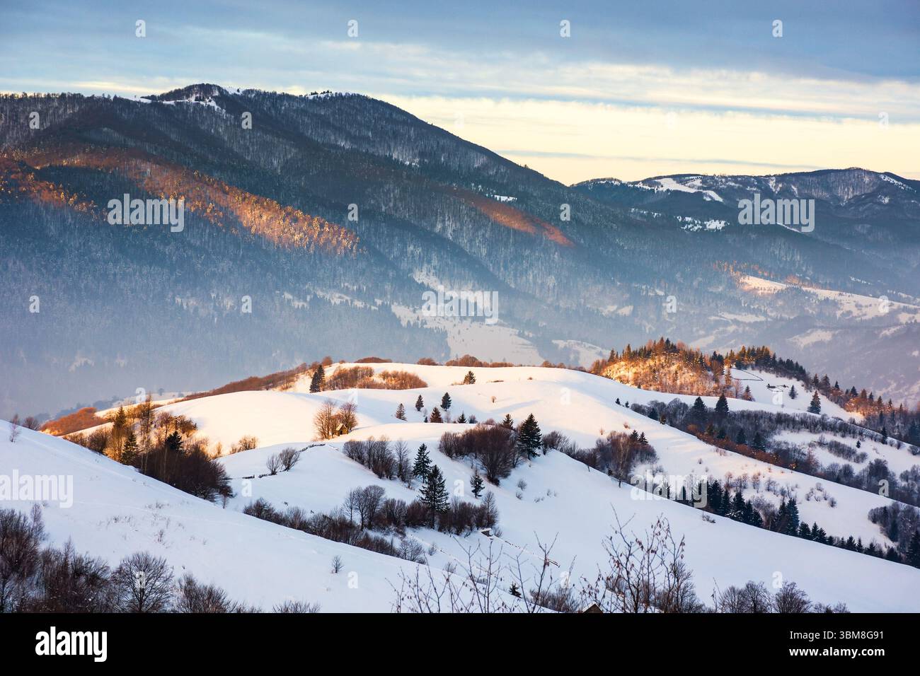 mountainous countryside landscape in winter at dawn. scenic view. snow covered slopes and forested hillsides of transcarpathia, ukraine. cold season Stock Photo