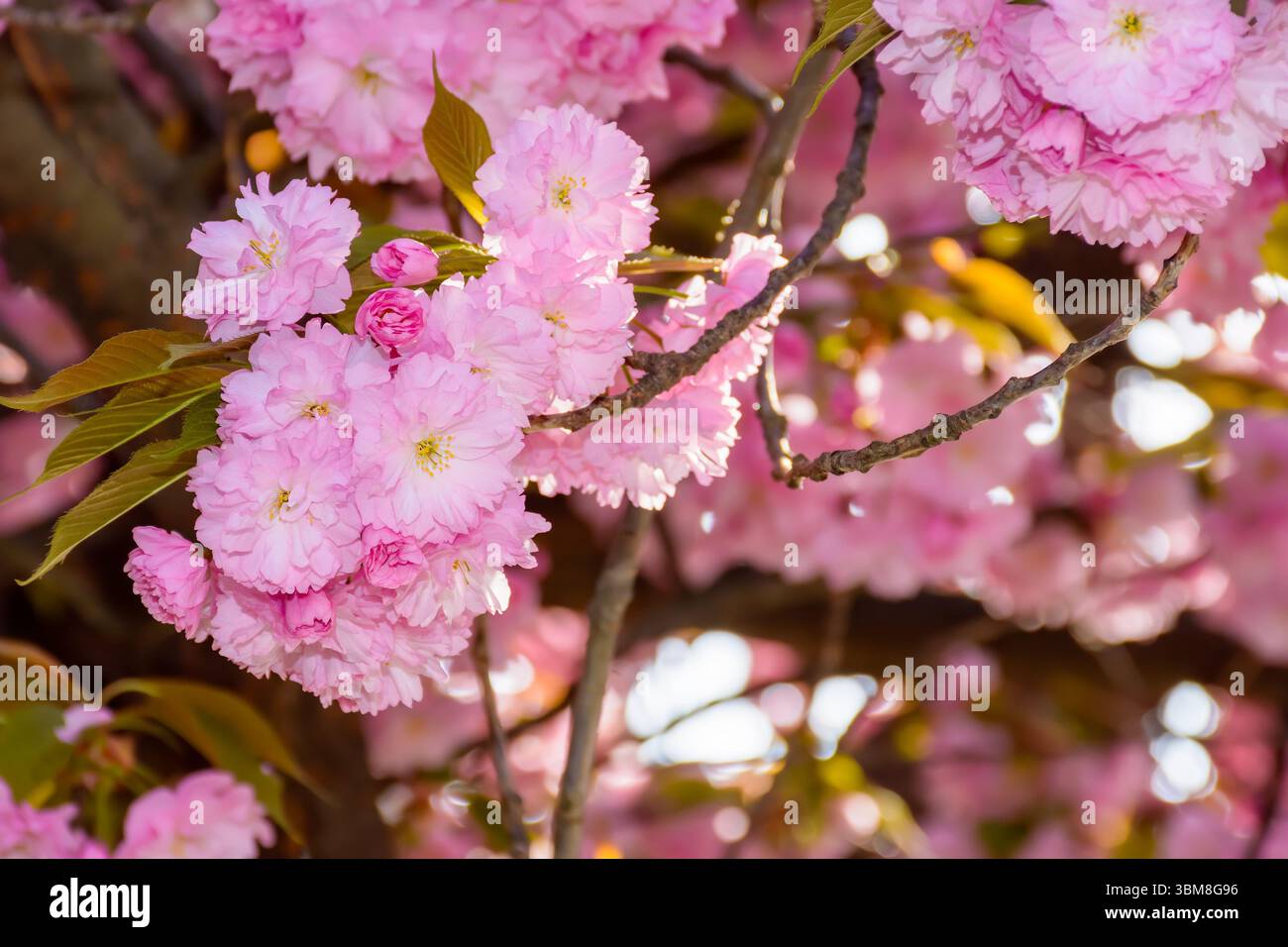 fragrant blossom of sakura in spring. pink nature background. japanese plant adapted for ukraine climate. twigs of kanzan species with lush flowers Stock Photo