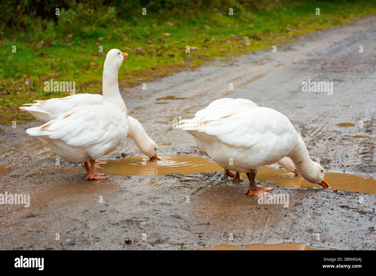 white geese on the road. domestic avian fauna on rural street. sustainable farmland with puddle and dirt Stock Photo