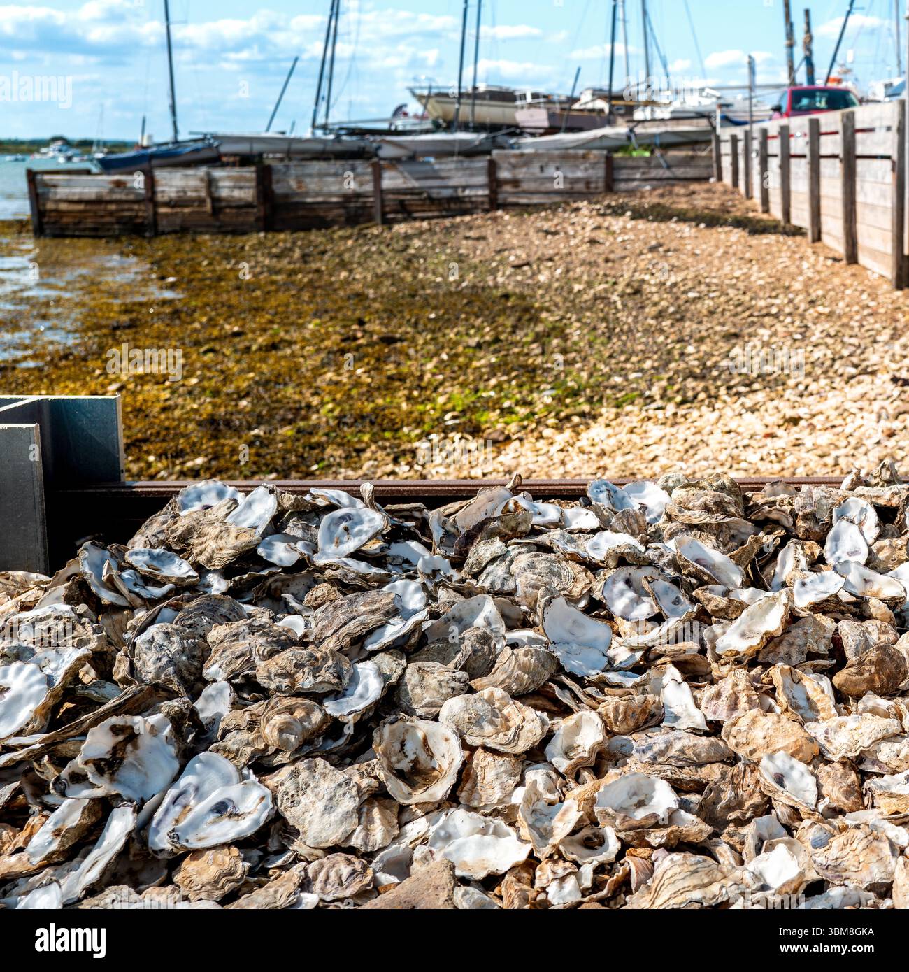 Discarded Shells Miyagi oyster hi-res stock photography and images - Alamy