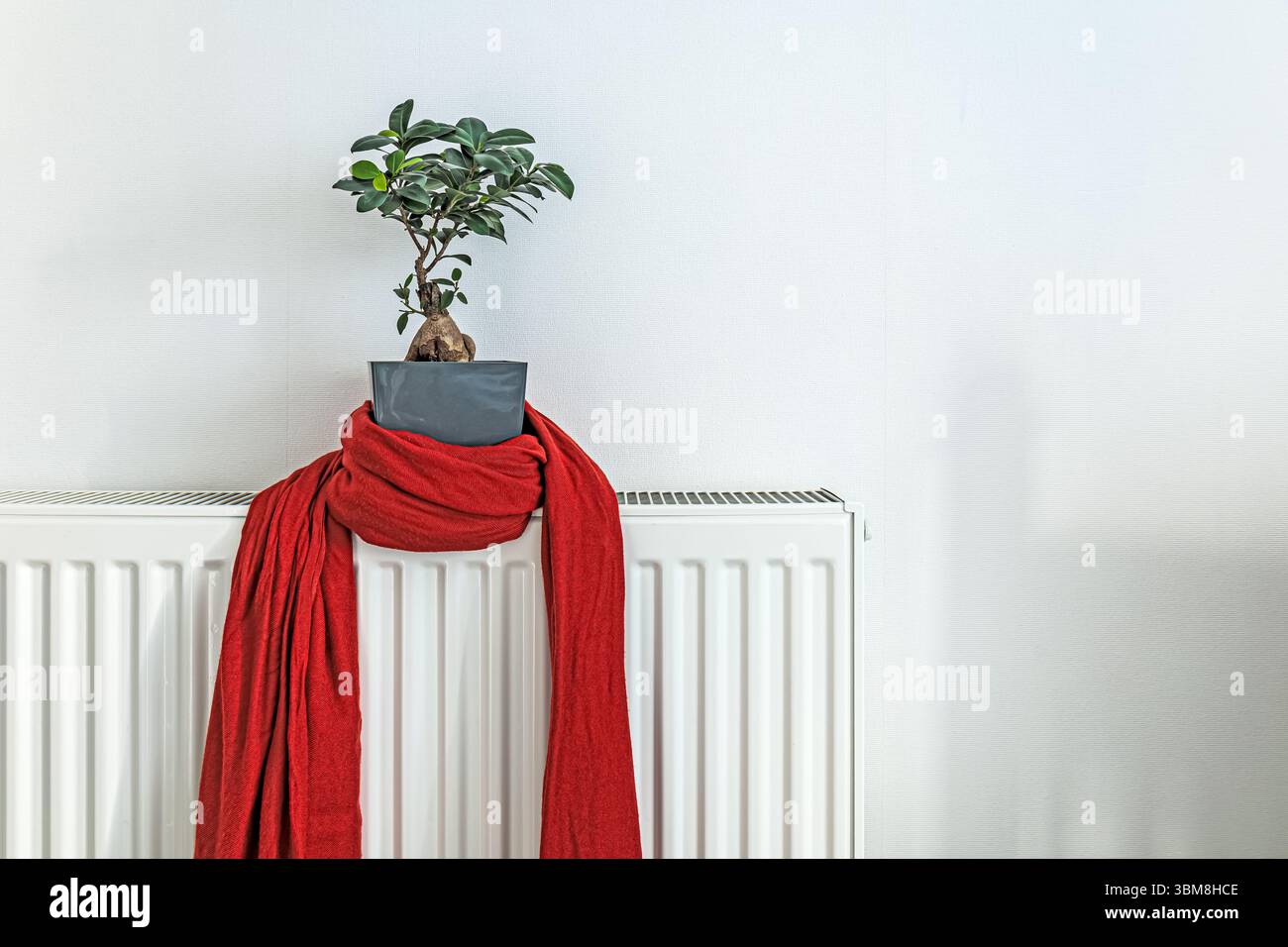 Red scarf wrapped around a potted bonsai plant sitting on a white radiator in a minimalist interior Stock Photo