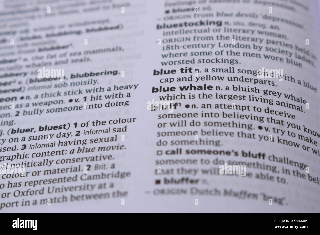 English Definition Dictionary Page Of Printed Word - Bludd Close Up ...