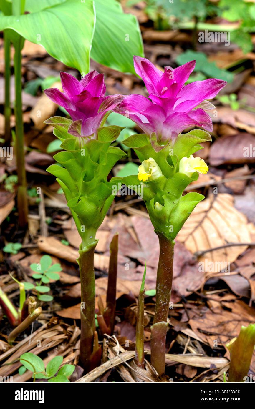 A vibrant close-up photograph of a turmeric flower, also known as ...
