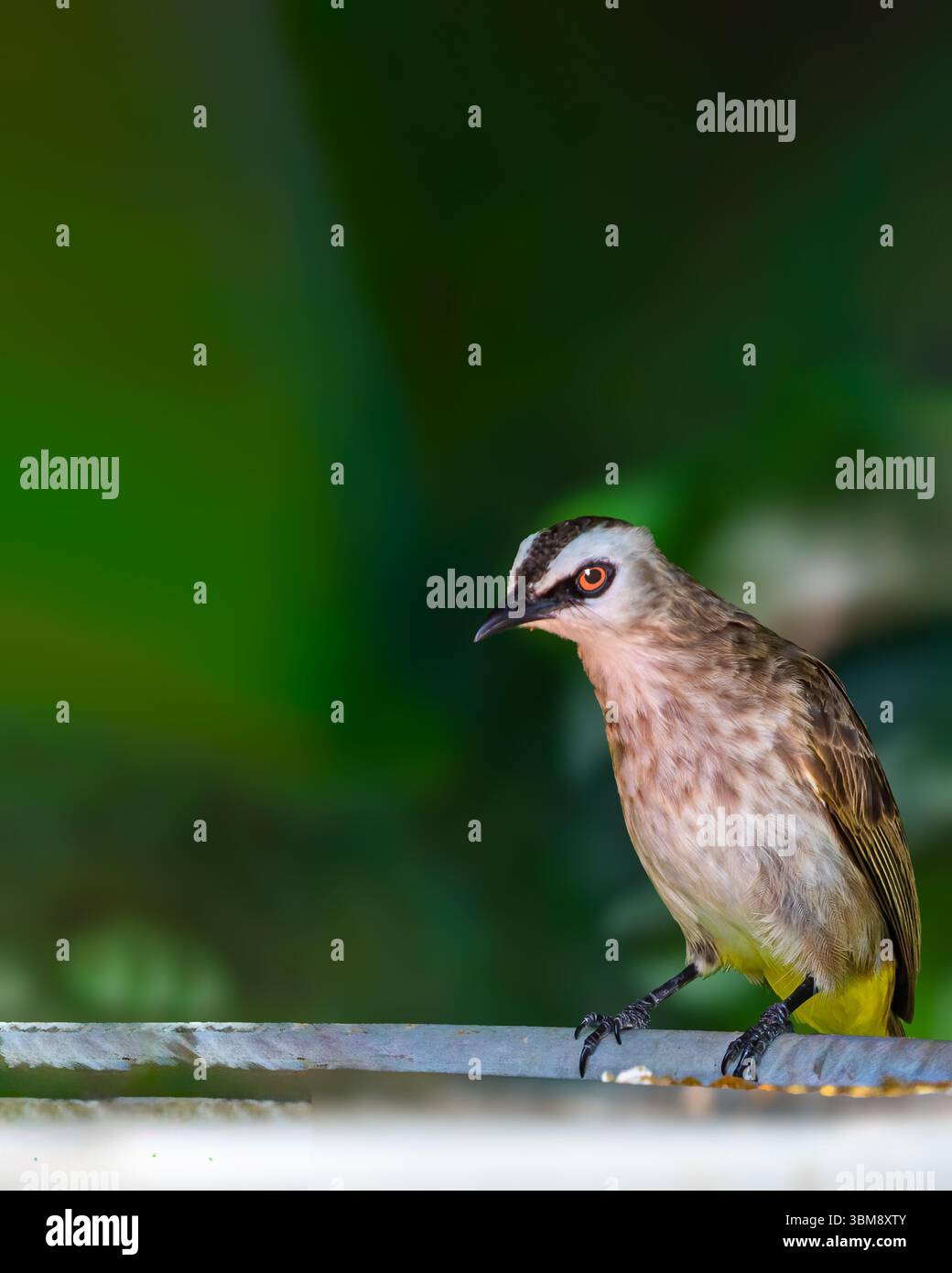 Yellow Vented bulbul sitting on food plate Stock Photo - Alamy