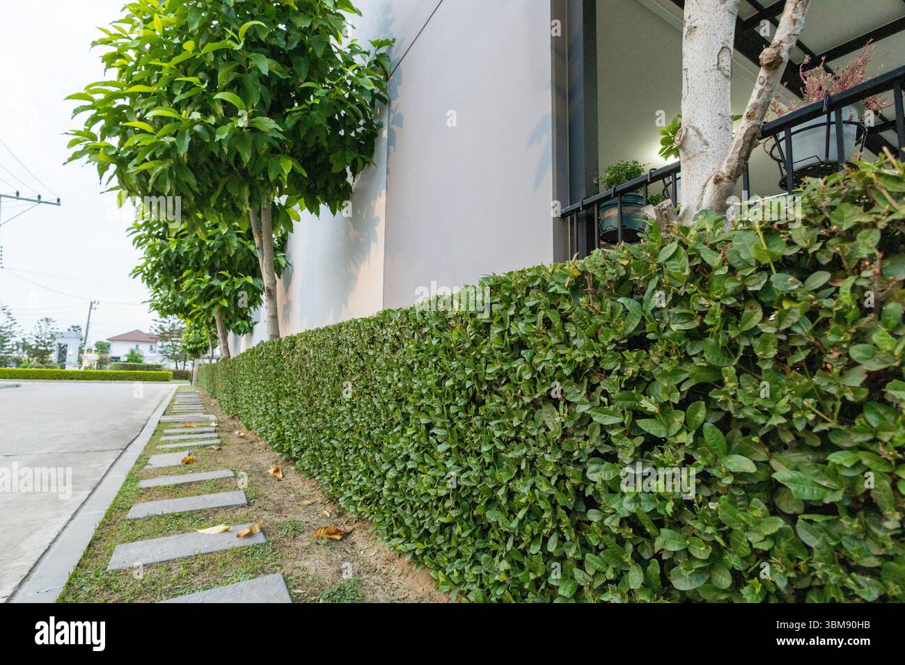 Rectangular Boxwood rectangular green boxwood in front of wall Stock Photo - Alamy