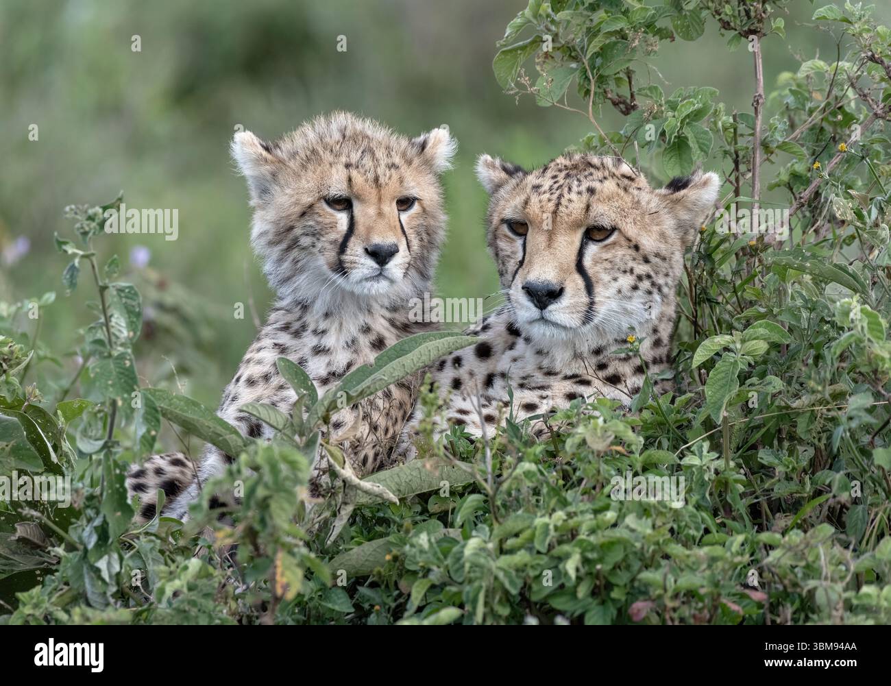 Baby cheetahs sit in the grass while their mother surveys the surroundings Stock Photo