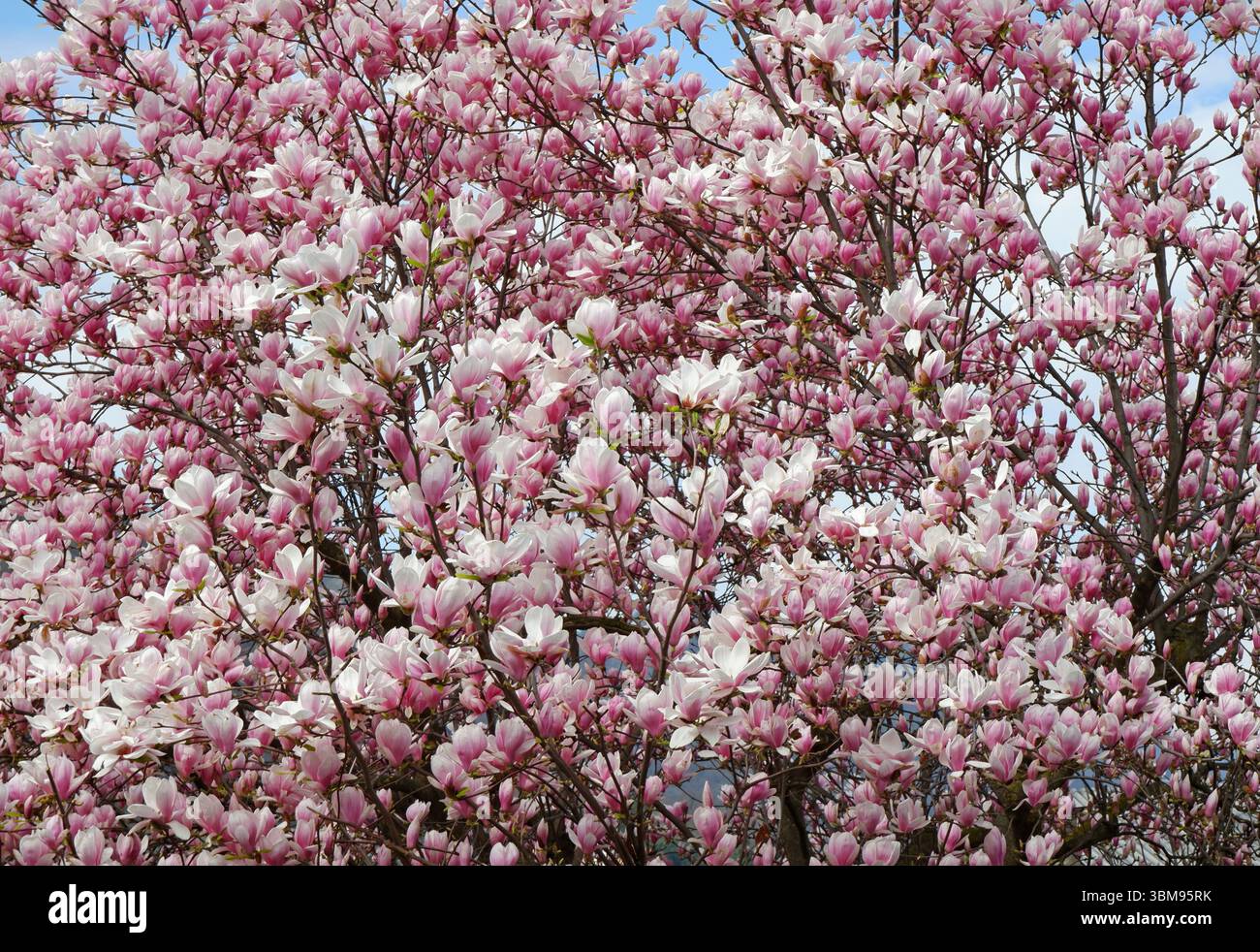 Pink and white magnolia blossoms Stock Photo