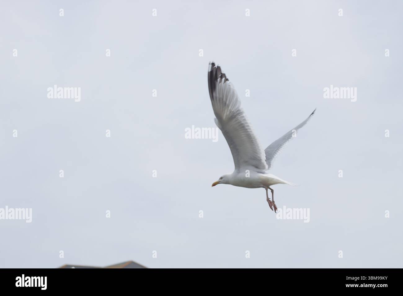 Seagull Stock Photo