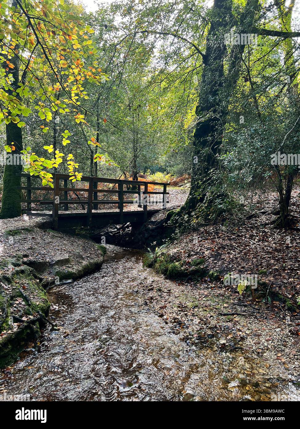 Bridge over stream surrounded by trees in the autumn in the New Forest - Smartphone Captured Stock Image