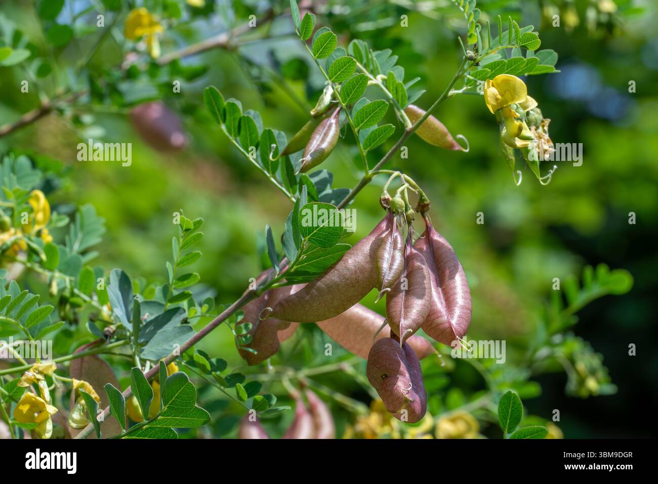 Flower native to north africa hi-res stock photography and images - Alamy