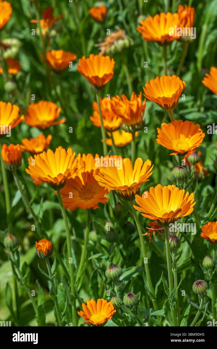 Mary's gold / common marigold / pot marigold / Scotch marigold / ruddles (Calendula officinalis / Calendula aurantiaca) in flower in garden Stock Photo