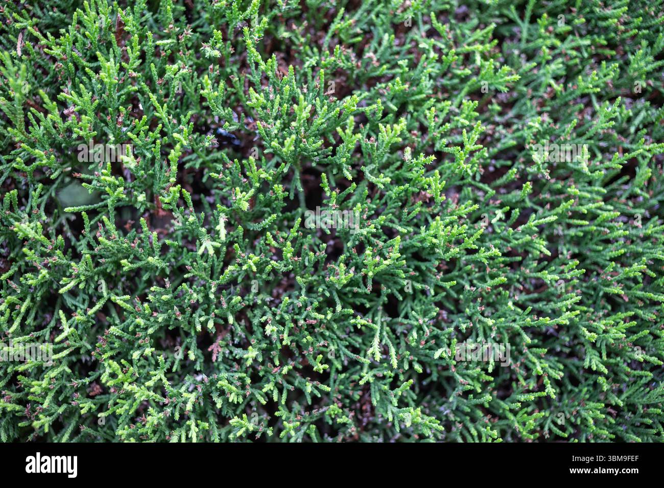 Lush green vibrant plant growth patterns hi-res stock photography and ...