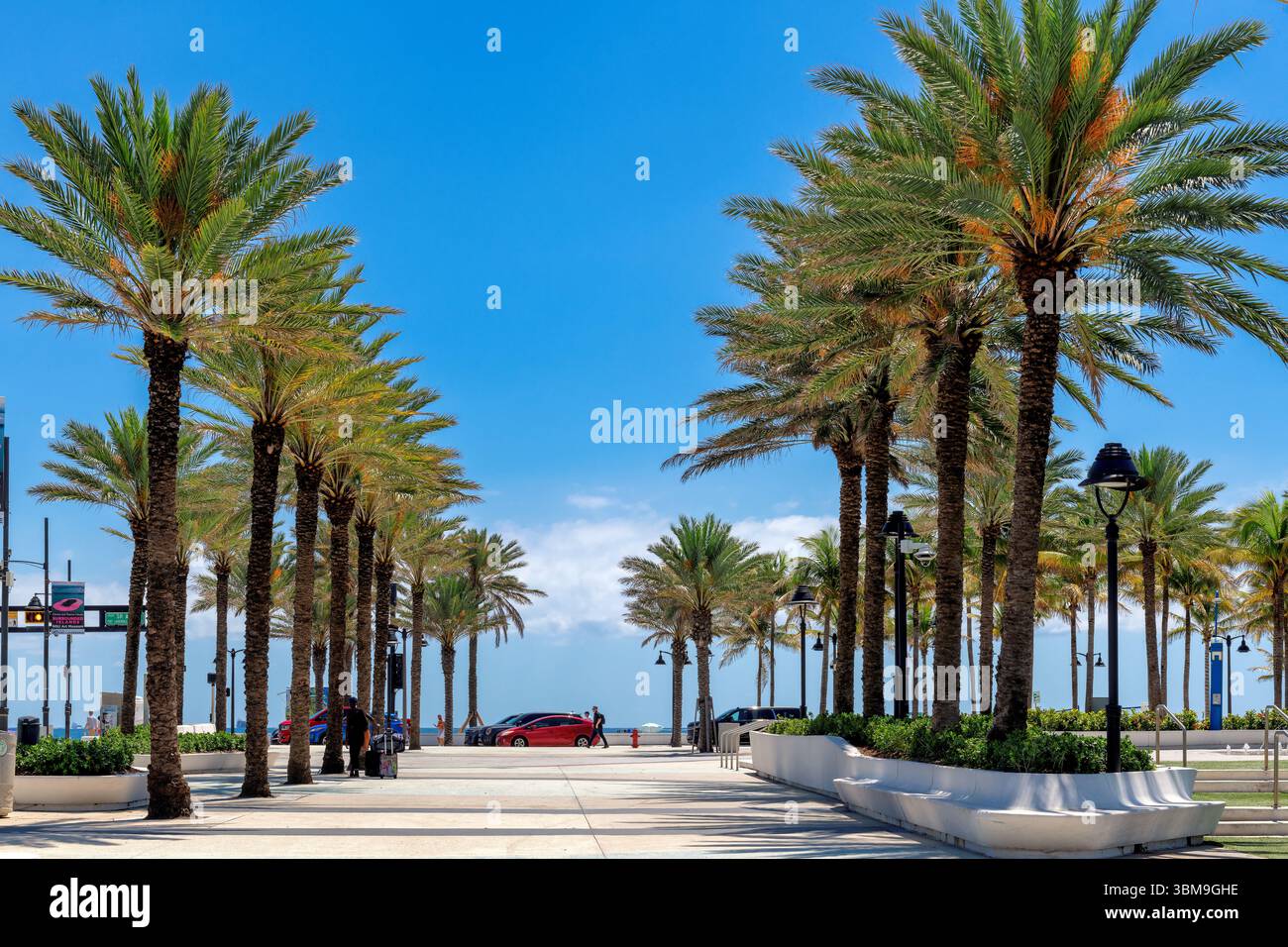 Palm trees in Alley in beach front,  in Fort Lauderdale Beach, Florida Stock Photo