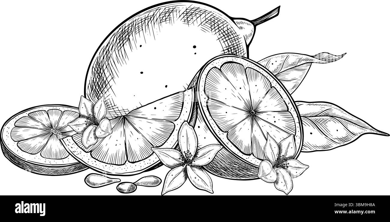 Lemon Rind Drawing Vintage vector drawing of Lemon, slices, seeds, and citrus blossoms ...