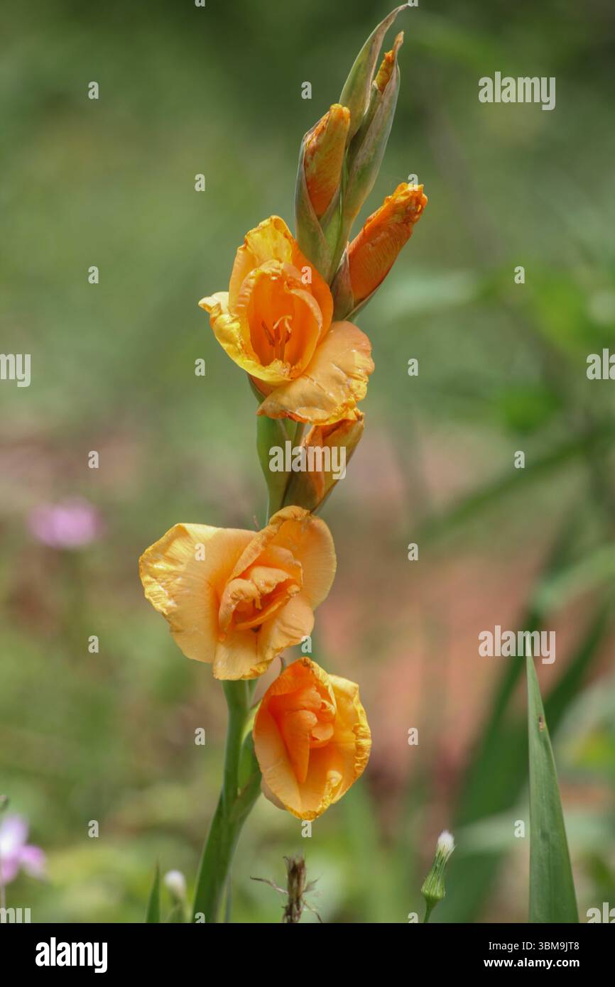 Orange gladiolus flower blooming in the summer garden Stock Photo