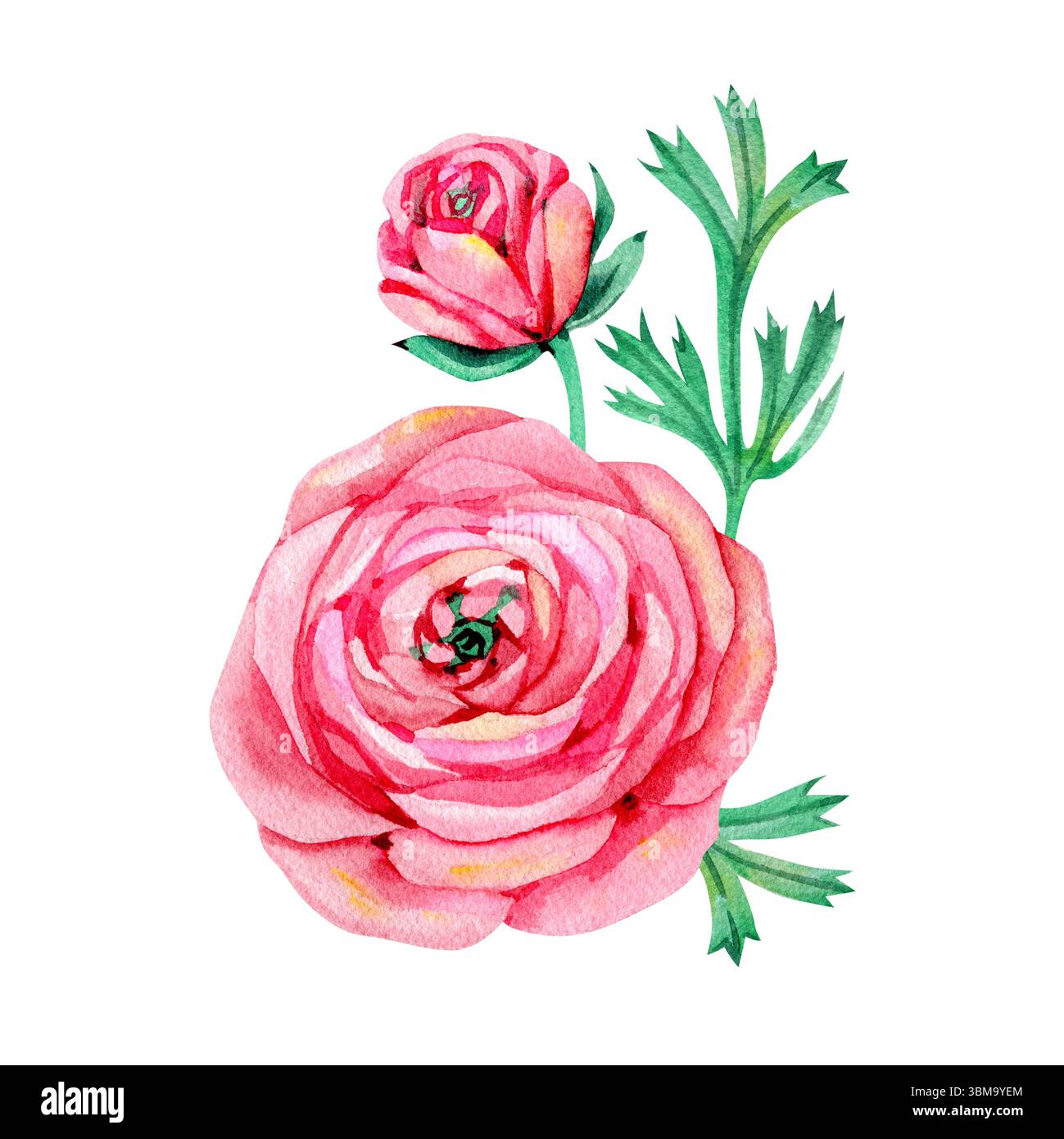 Watercolor illustration of ranunculus flowers. Hand drawn composition ...