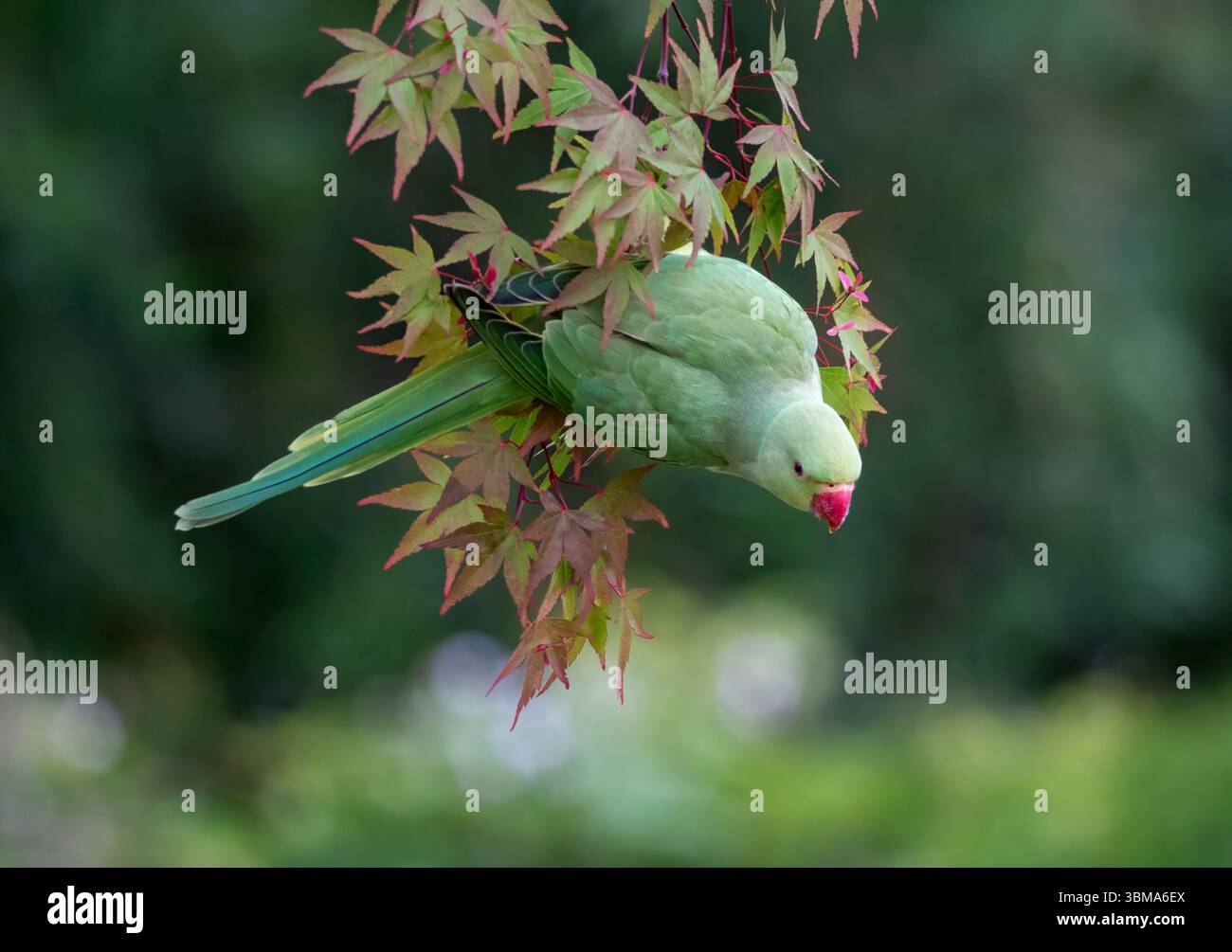 The rose-ringed parakeet, also known as the ring-necked parakeet ...