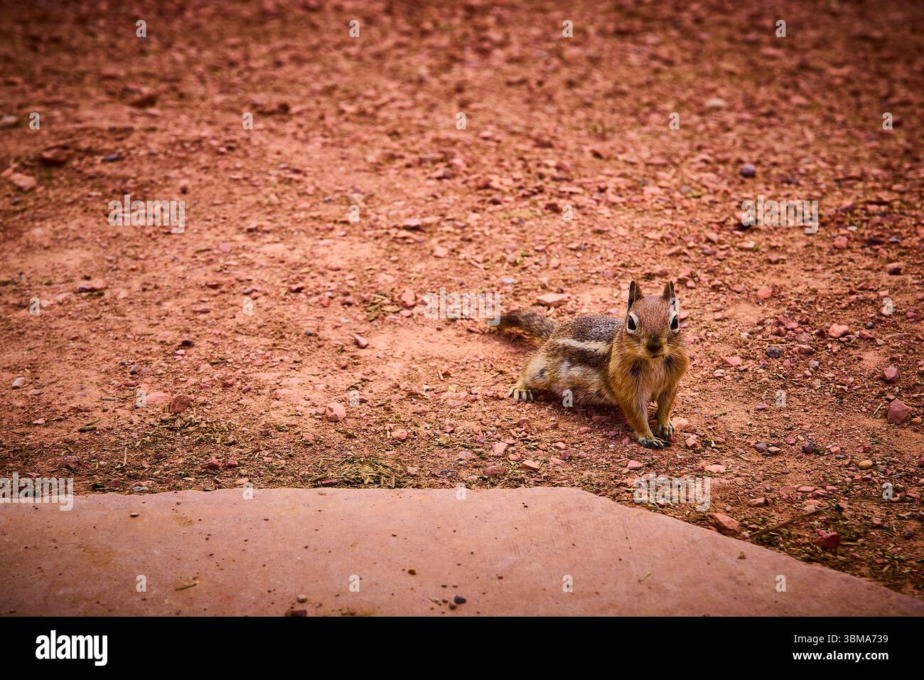 Chipmunk on Red Earth in Bryce Canyon National Park Wildlife and Nature Utah Stock Photo