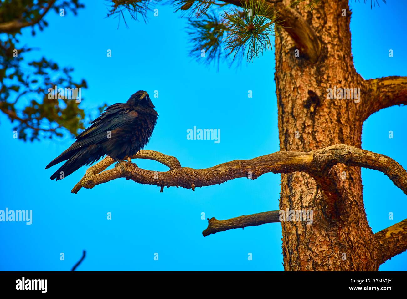 Raven Perched on Pine Branch with Bright Blue Sky and Tree Trunk in Nature Stock Photo