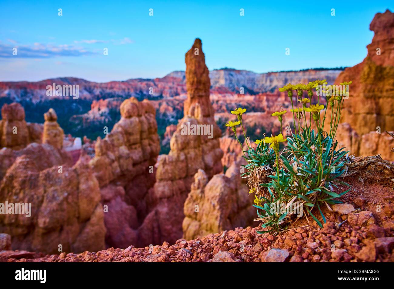 Bryce national park flower hi-res stock photography and images - Alamy
