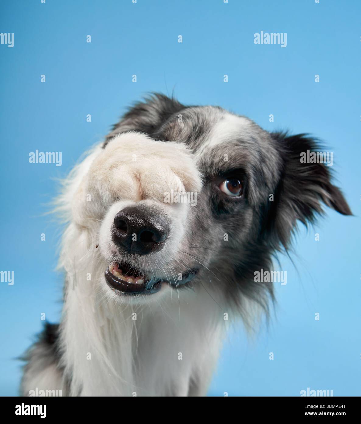 A Border Collie with an open mouth and excited eyes looks up against a blue background. The lively energy and fluffy fur add to the playful mood. Stock Photo