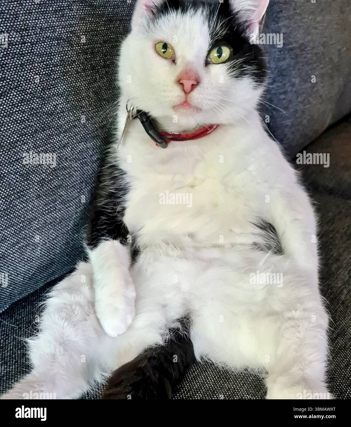 Black and white tuxedo cat (Kitty) with green eyes and collar strikes a human like pose sitting on sofa with legs spread and tail between legs Stock Photo