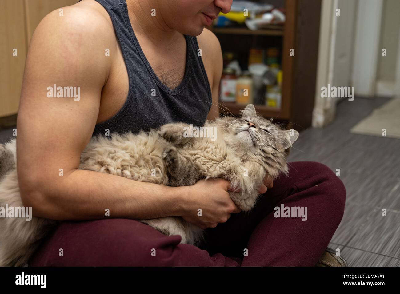 Cat Neva Masquerade. Stroking, sitting, lying down, yawning, looking up Stock Photo
