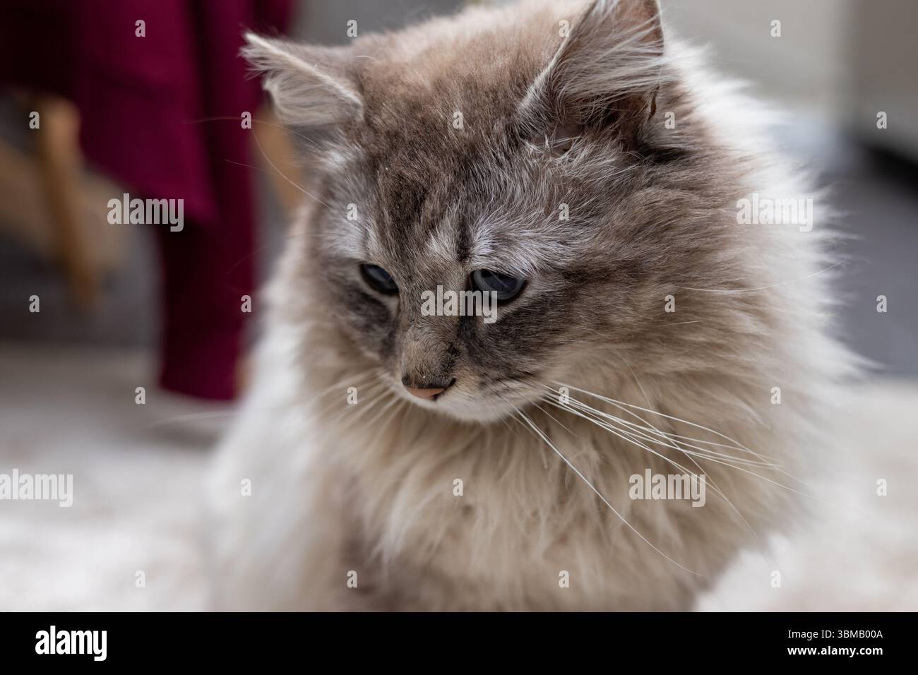 Cat Neva Masquerade. Stroking, sitting, lying down, yawning, looking up Stock Photo