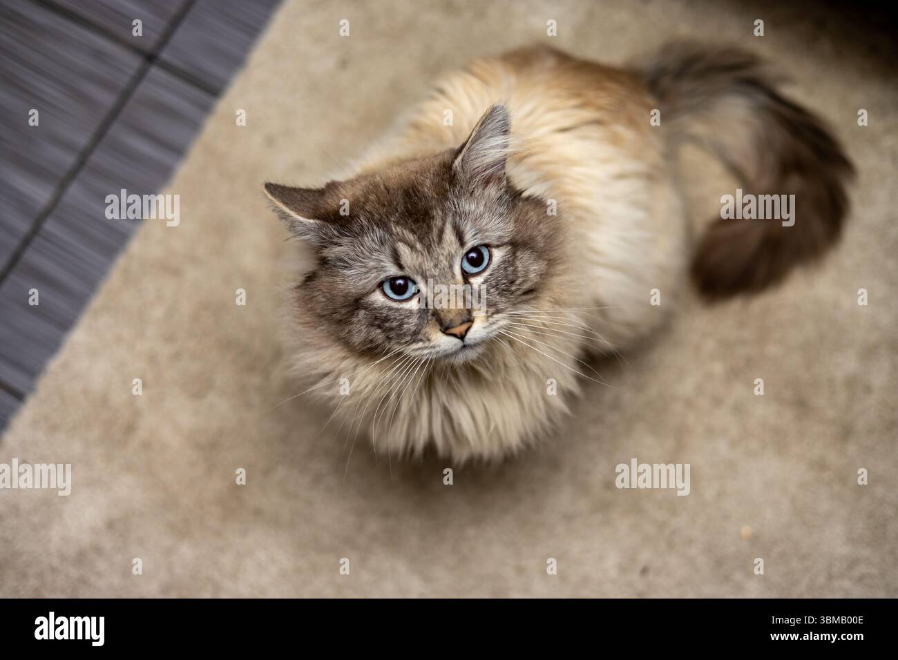 Cat Neva Masquerade. Stroking, sitting, lying down, yawning, looking up Stock Photo