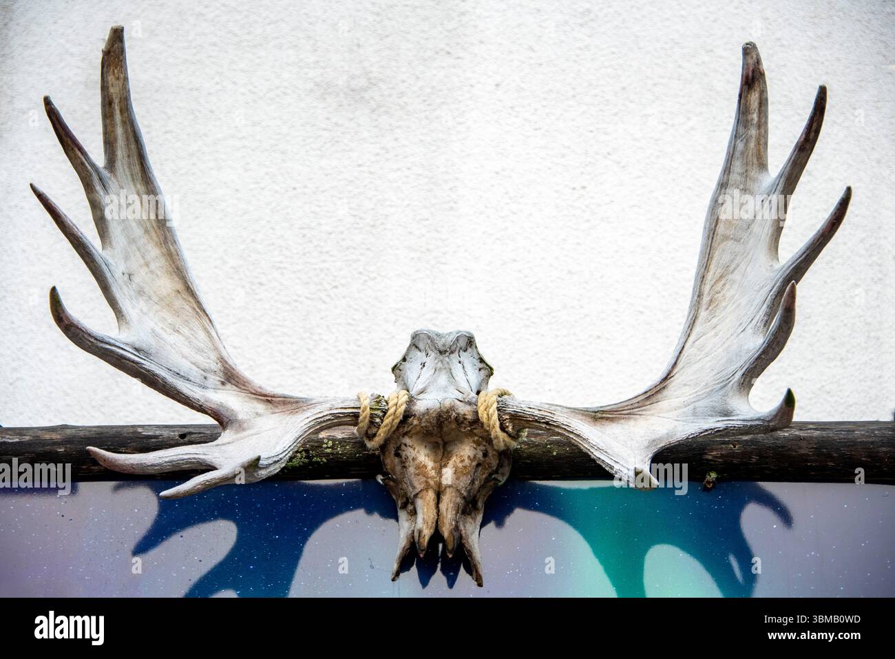 Moose Antlers on a Wall Stock Photo