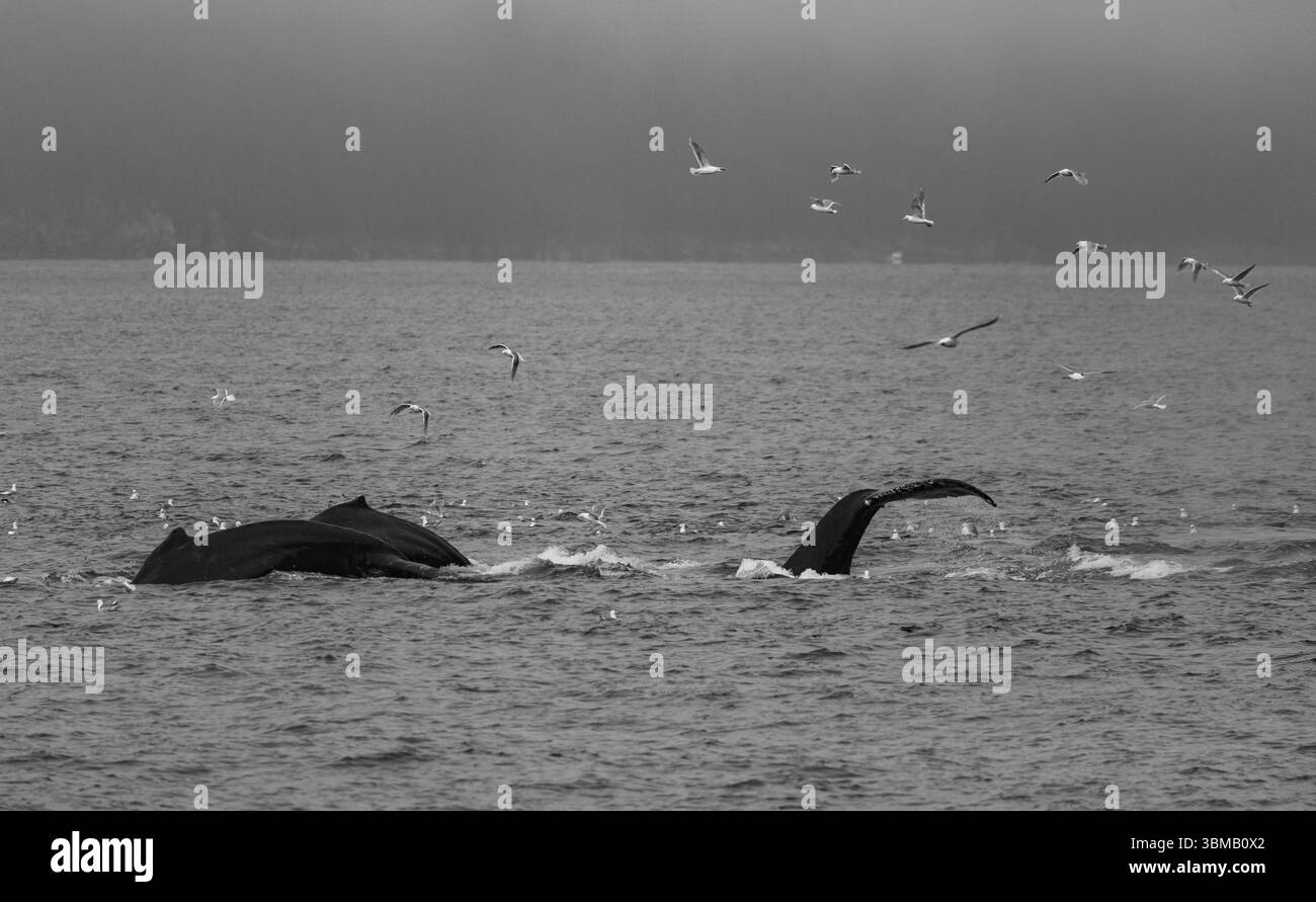 Humpback whale black and white captured in Kenai Fjords National Park Alaska. Stock Photo