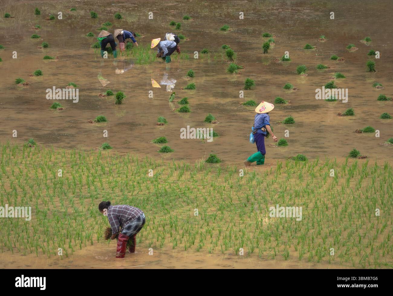 Vietnamese village activities hi-res stock photography and images - Alamy