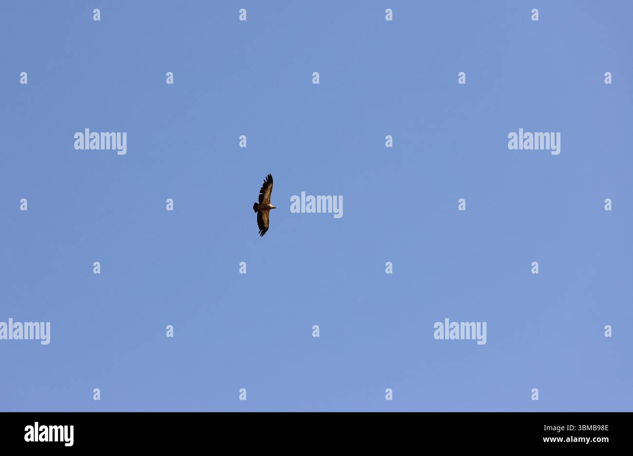 A lonely large eagle soaring in the blue sky. Stock Photo