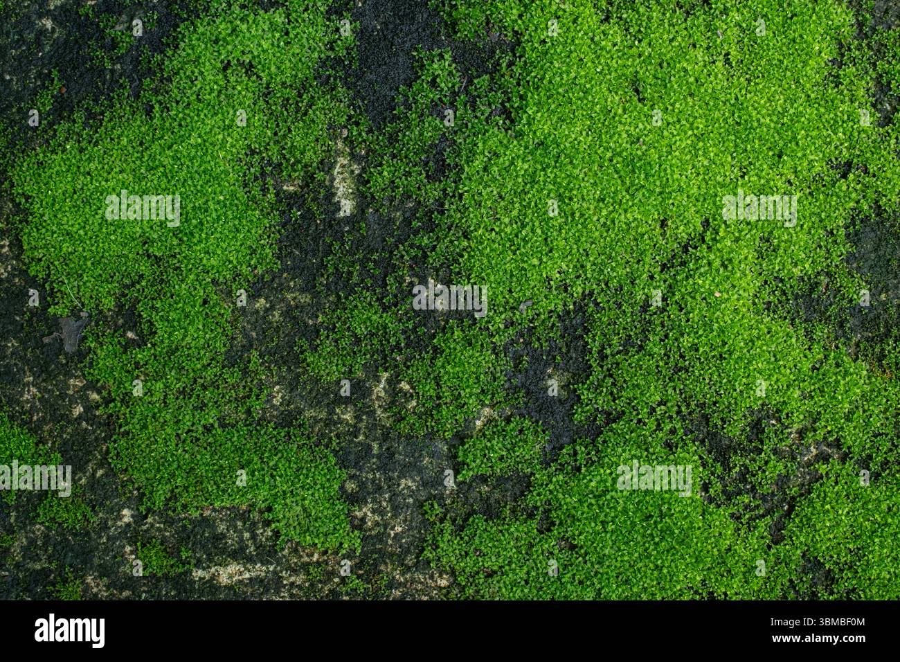 green moss on the stone Stock Photo