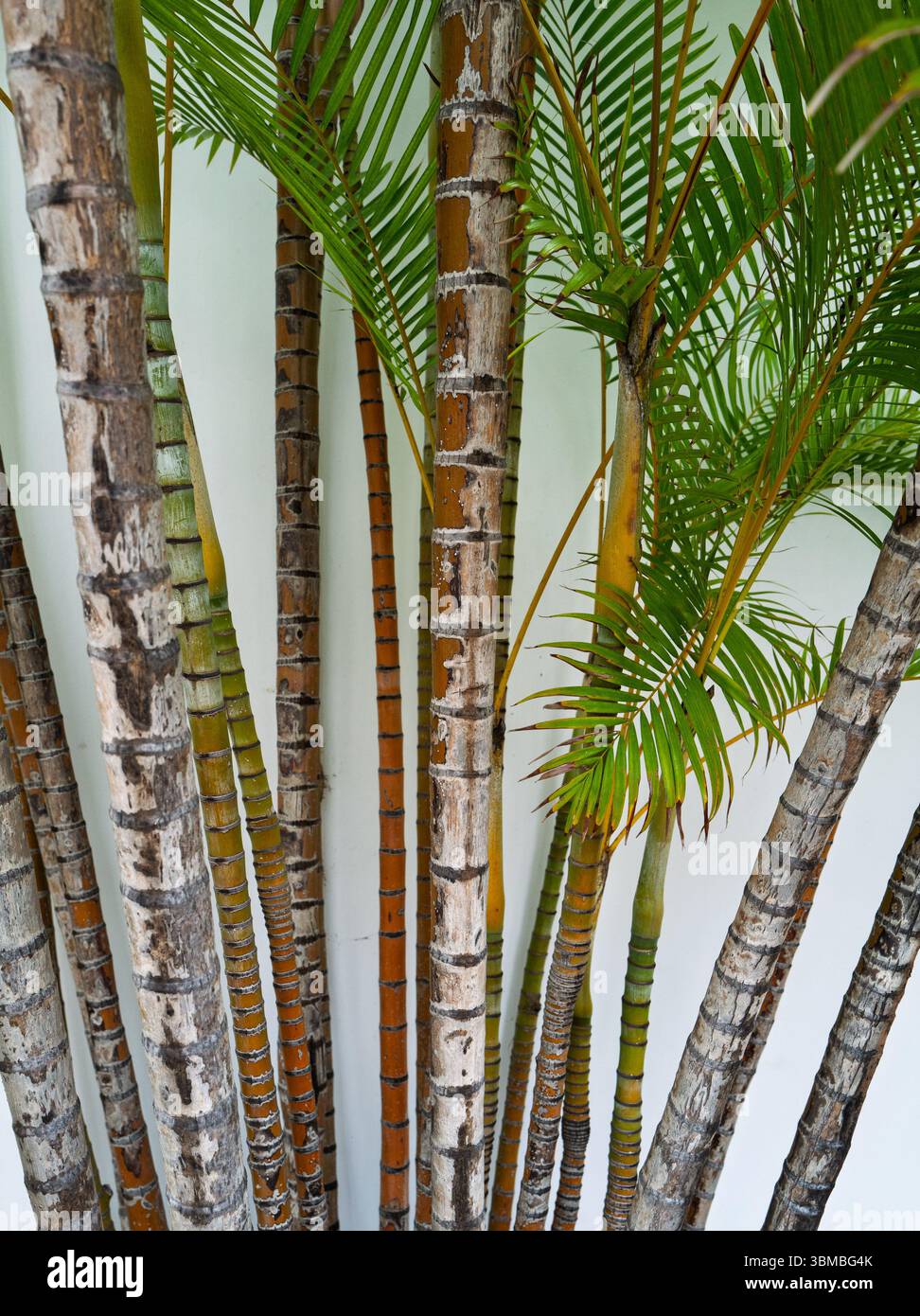 Yellow butterfly palm also known as Areca palm or Golden cane palm Stock  Photo - Alamy