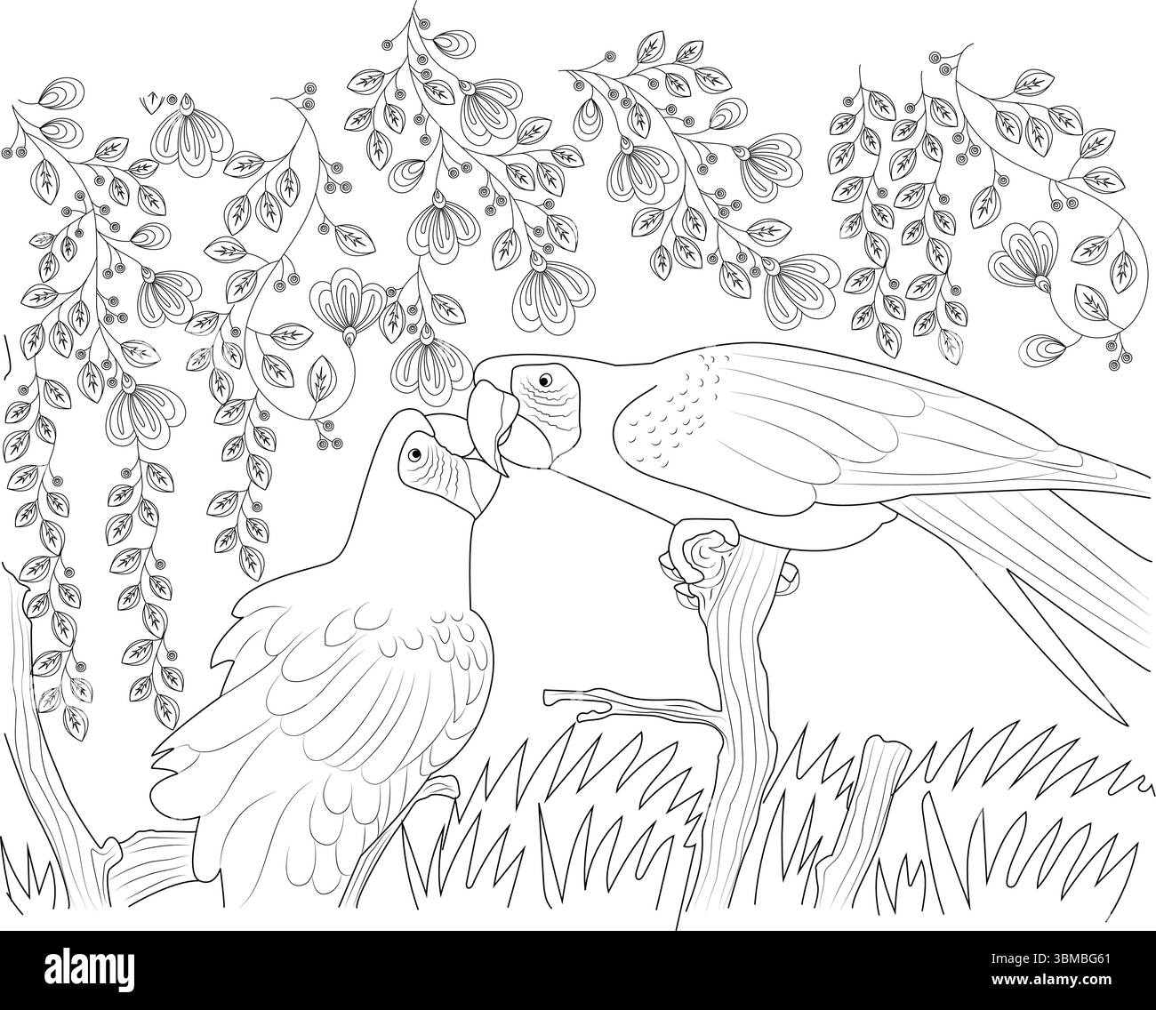 Detailed black and white line art illustration depicting two parrots sitting on a branch, with one bird seemingly feeding the other or engaging in aff Stock Vector