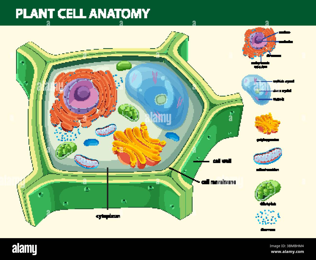 Colorful vector illustration of plant cell anatomy with labeled ...