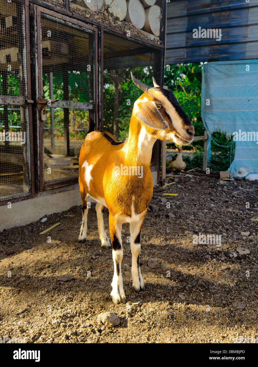 A goat stands in front of a pen, its head turned to the left as sunlight illuminates its body. A calm moment on a sunny day at the farm - Smartphone Captured Stock Image
