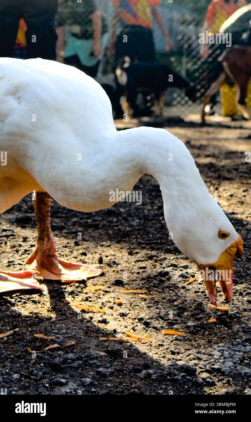 Close-up side profile of a goose pecking at food on the ground. A natural farm scene showing detailed feeding behavior - Smartphone Captured Stock Image