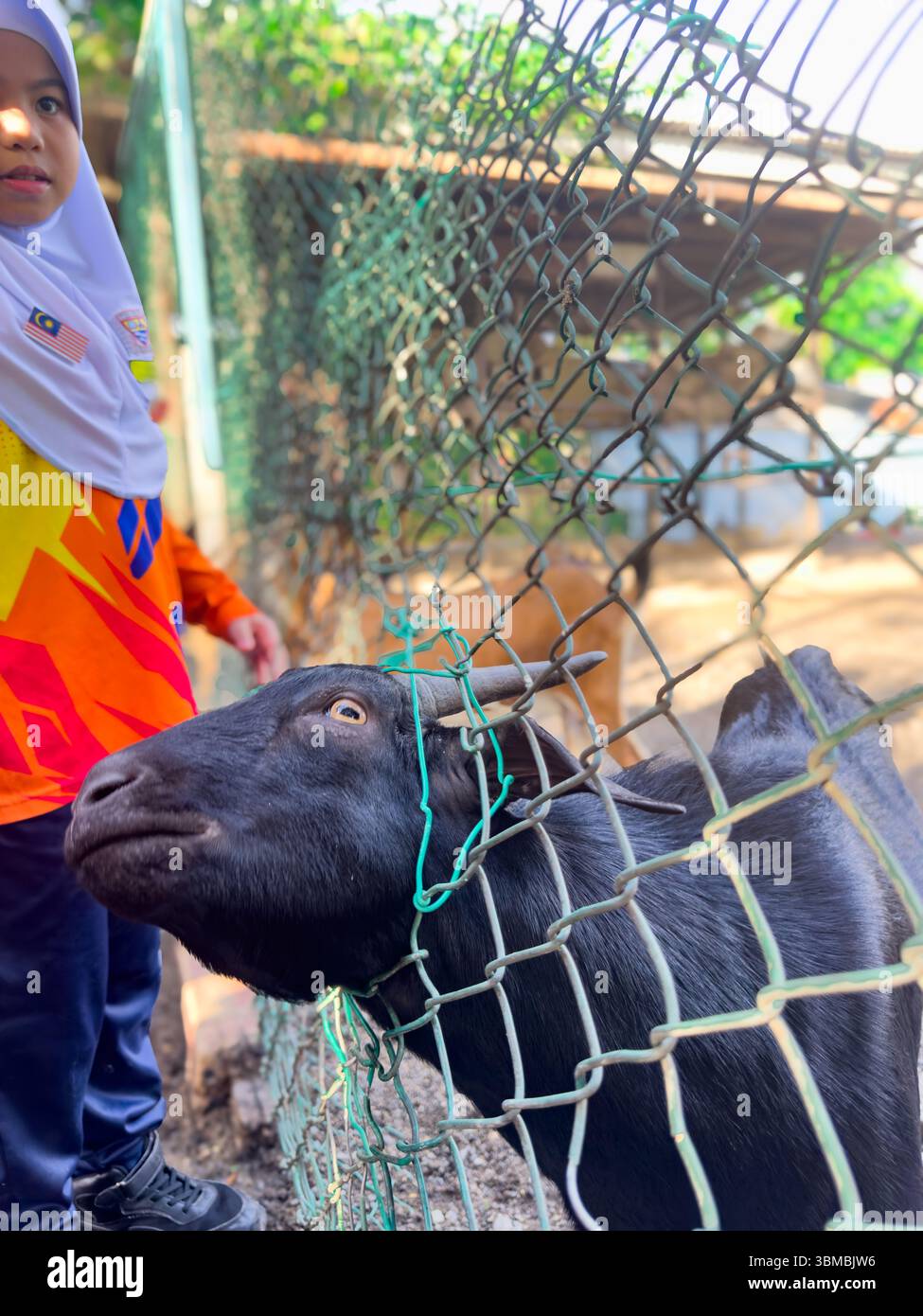 A black goat tilts its head to the left while poking it through a hole in a wire fence. Captured from a slightly elevated angle, the shot highlights - Smartphone Captured Stock Image