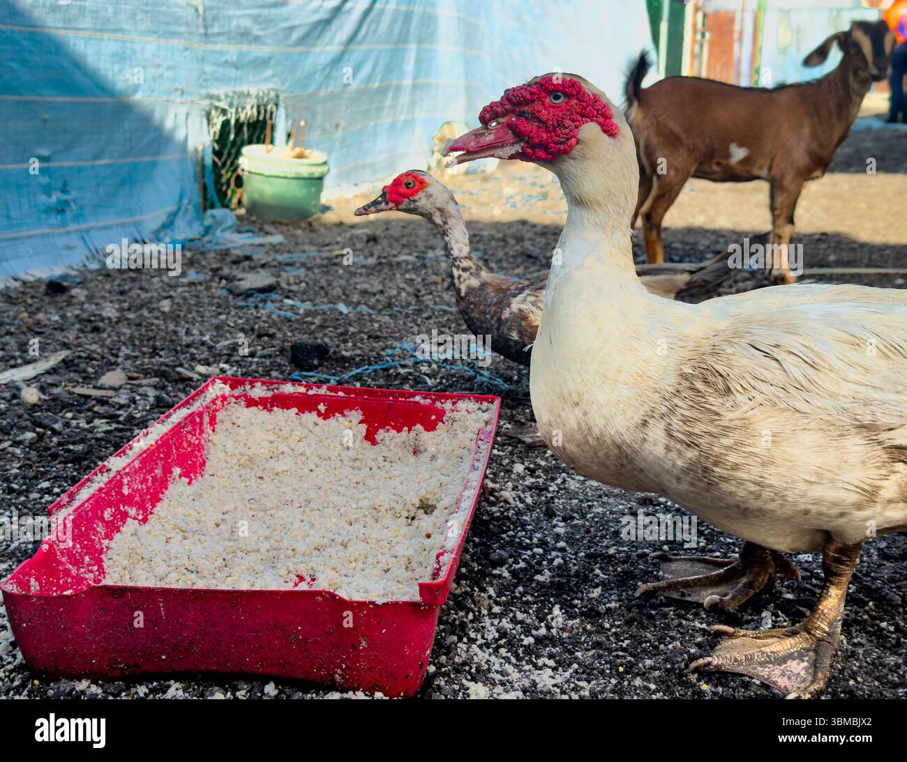 Left profile view of two ducks preparing to eat, with a blurred goat in the background.Natural farm scene - Smartphone Captured Stock Image