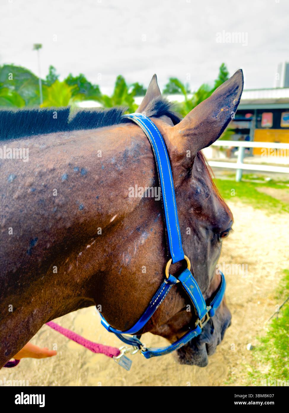Close-up from the back right side of a horse’s neck, as it gently lowers its head to look at the ground. The composition highlights the natural curves - Smartphone Captured Stock Image