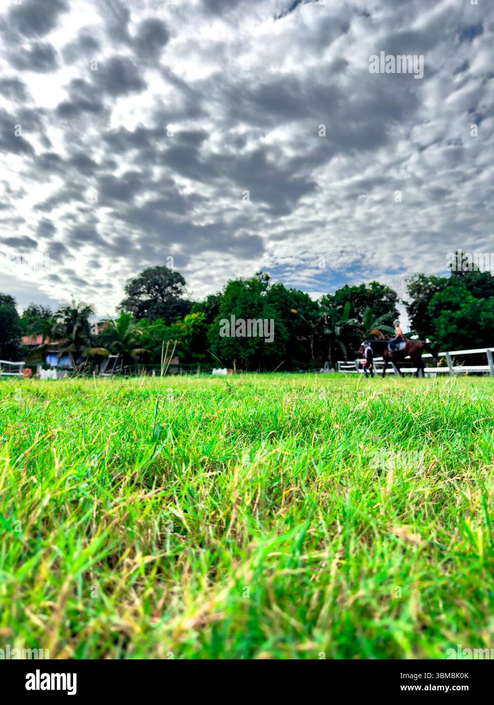 Close-up of green grass in the foreground of a horse farm, with a blurry rider on horseback in the distance. A low-angle composition emphasizing textu - Smartphone Captured Stock Image